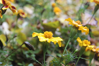 Yellow Marigold Flower Close Up In Garden