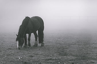 Black and white horse grazing in a foggy field