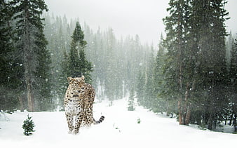 Snow Leopard Walking in Snowy Forest