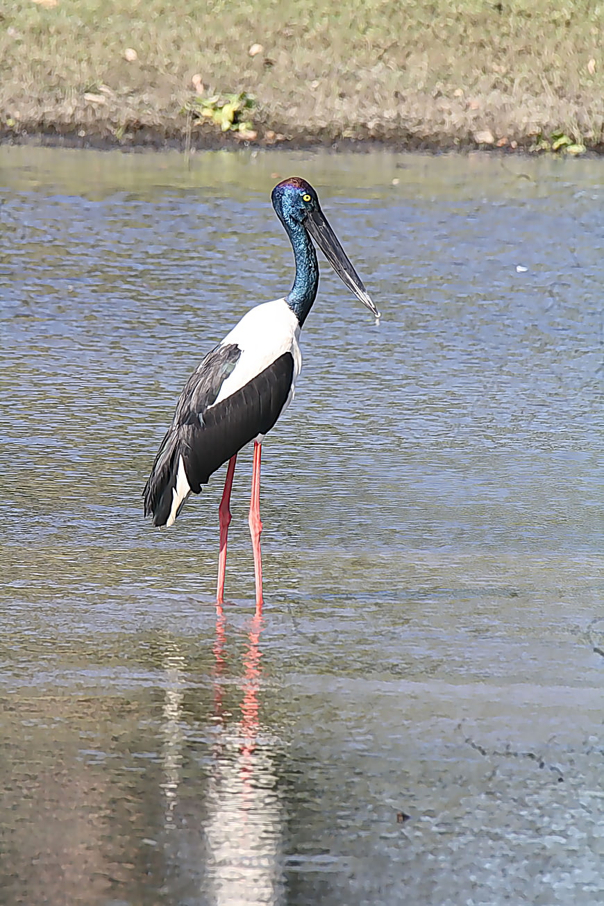 Black-necked Stork Standing in Shallow Water