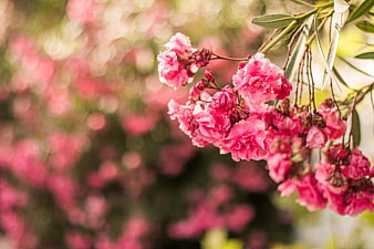 Pink Oleander Flowers with Soft Bokeh Background
