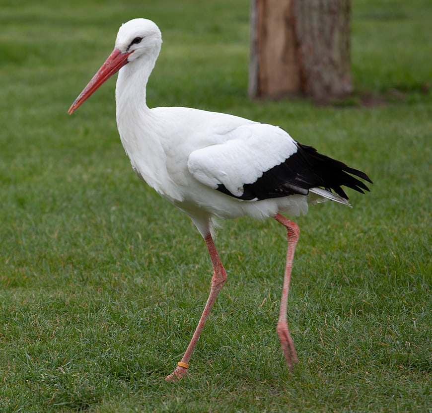 White Stork Walking on Green Grass Field