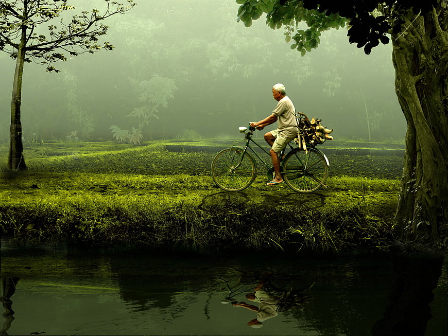Senior man riding bicycle through misty green rice paddies