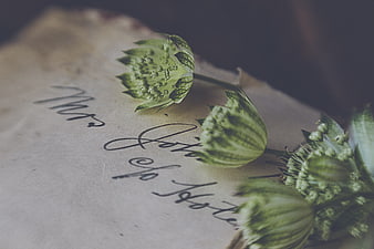 Vintage Nigella Flowers on Handwritten Paper