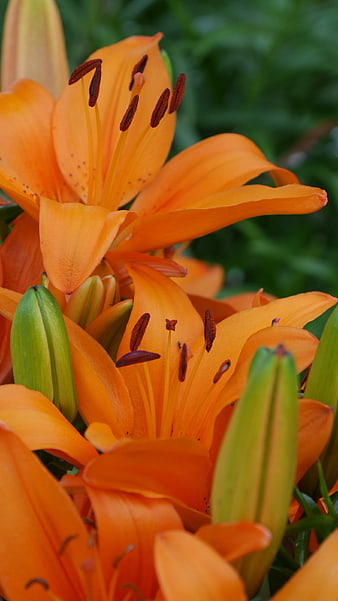 Vibrant Orange Lily Flowers Close-Up with Green Buds