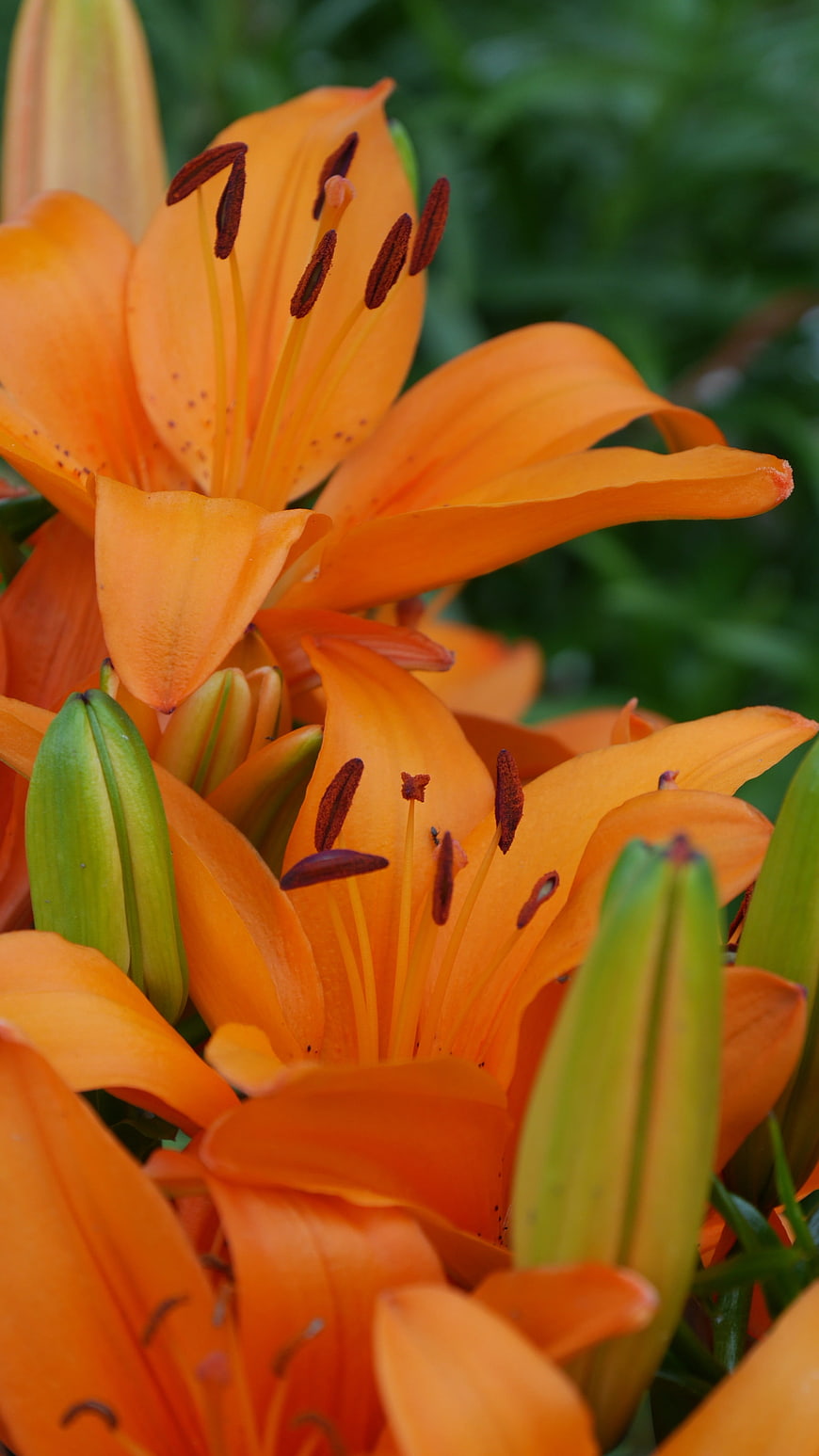 Vibrant Orange Lily Flowers Close-Up with Green Buds