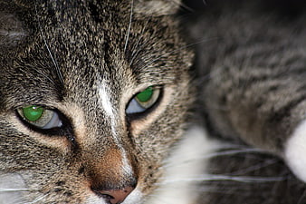 Close-up portrait of a tabby cat with striking green eyes
