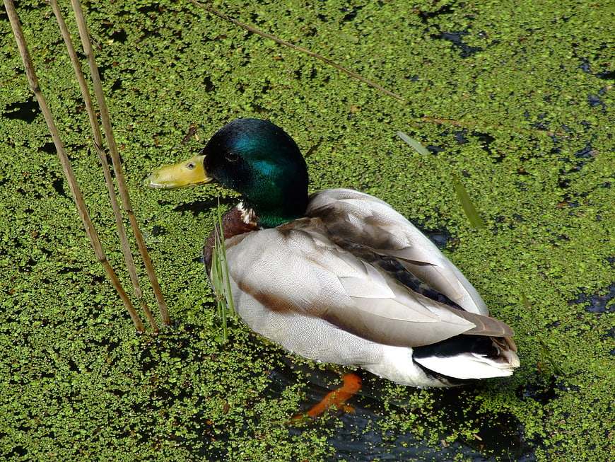 Male Mallard Duck Swimming in Green Duckweed Pond