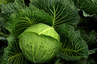 Fresh Green Cabbage Head Growing In Field With Large Leaves