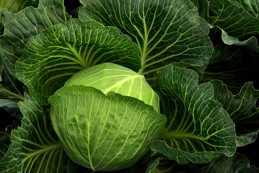 Fresh Green Cabbage Head Growing In Field With Large Leaves