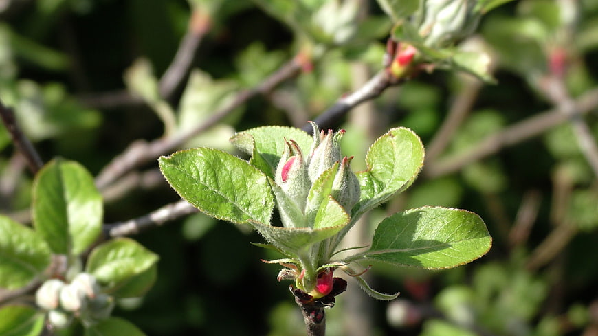 Close-up of Apple Tree Bud and New Leaves in Spring