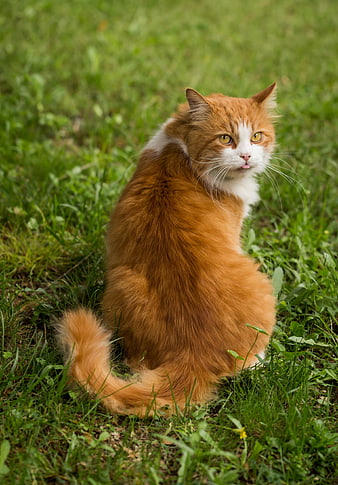 Fluffy Ginger and White Cat Sitting in Green Grass