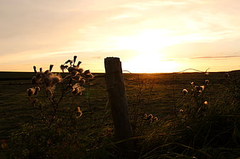 Silhouette of wooden fence post and thistles at golden sunset
