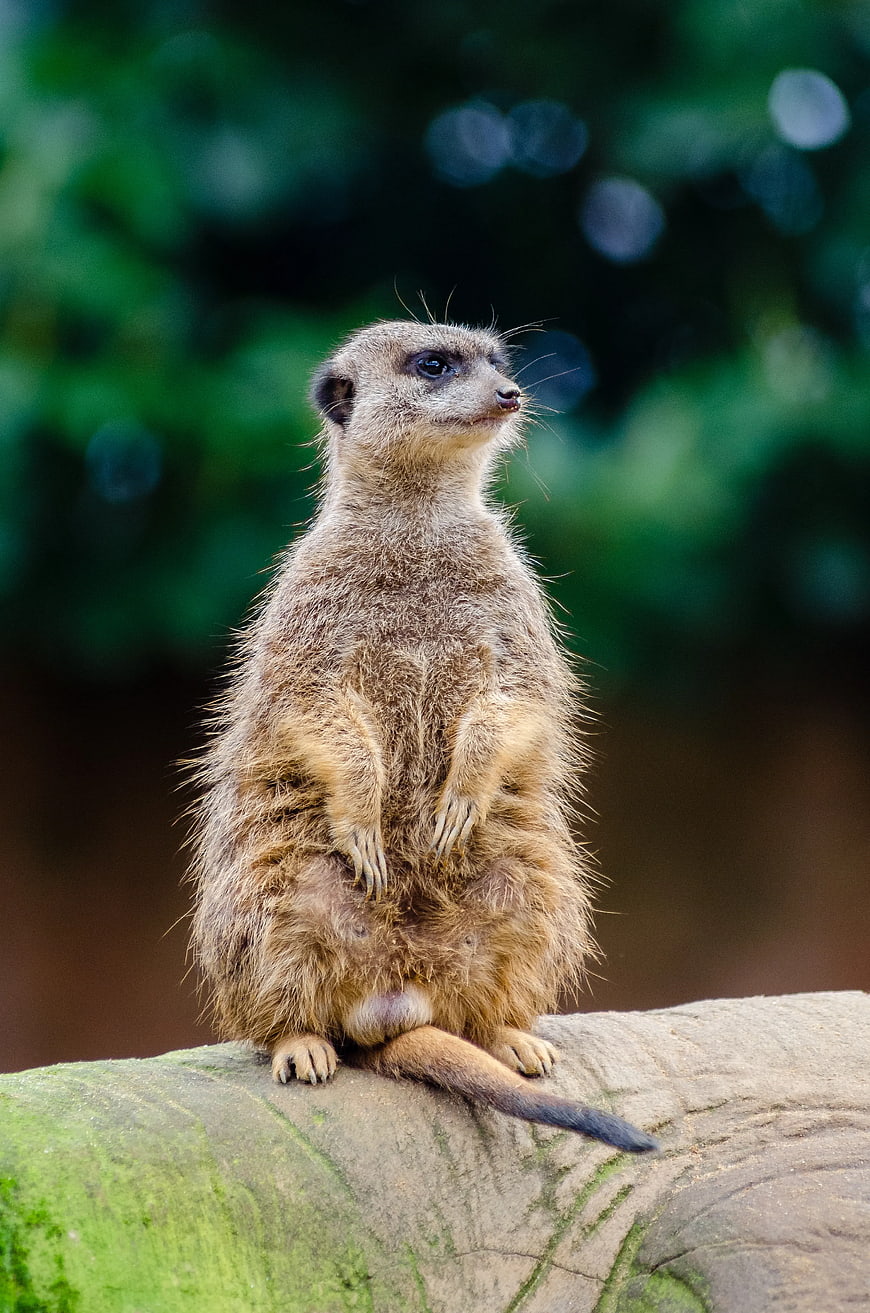 Cute Meerkat Standing on Log in Natural Habitat