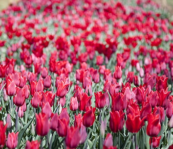 Vibrant Red Tulip Field in Full Bloom