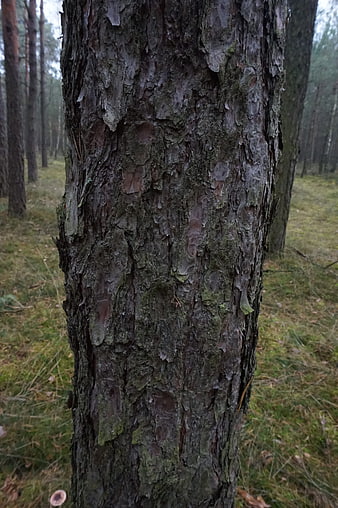 Close-up of textured pine tree bark in a forest
