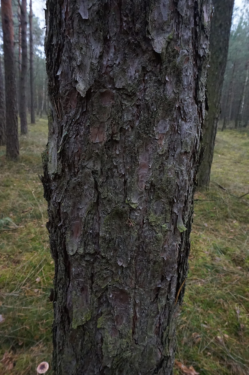 Close-up of textured pine tree bark in a forest