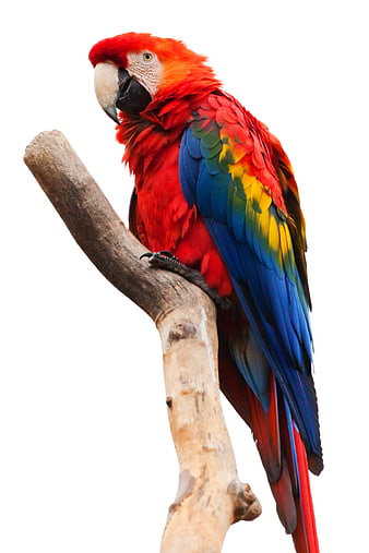 Scarlet Macaw Parrot Perched on Branch Isolated on White