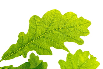 Fresh Green Oak Leaves Isolated on White Background