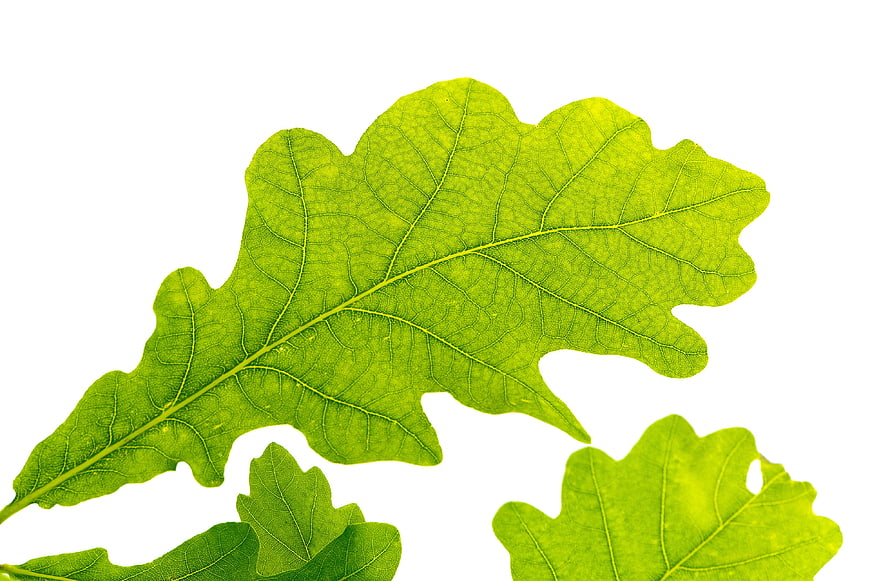 Fresh Green Oak Leaves Isolated on White Background