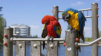 Two Colorful Macaws Perched on Wooden Fence