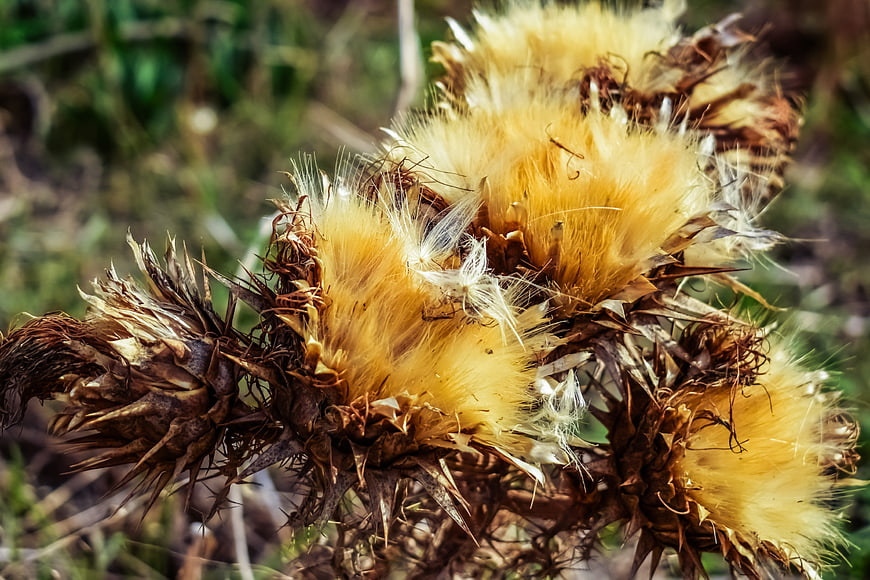 Close-up of dried thistle with fluffy yellow seeds