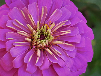 Close-up of vibrant purple zinnia flower with detailed center