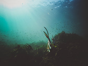 Underwater shot of striped fish swimming near seaweed