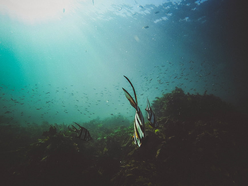 Underwater shot of striped fish swimming near seaweed