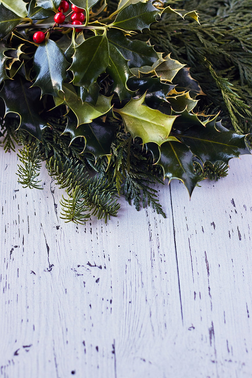 Christmas Holly and Pine Branches on White Wooden Background