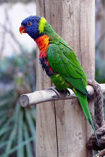 Rainbow Lorikeet Perched on Wooden Branch