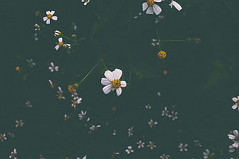 White Wildflowers Floating on Dark Green Water Surface