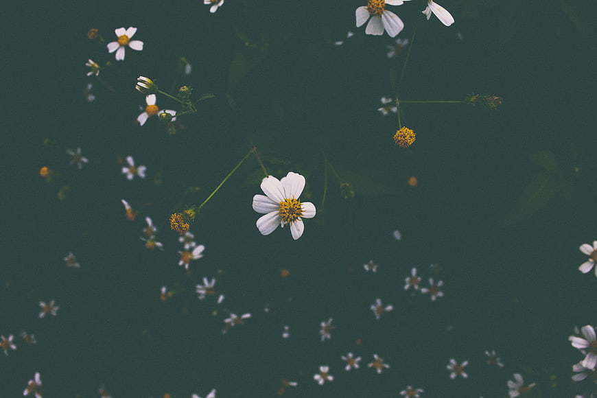 White Wildflowers Floating on Dark Green Water Surface