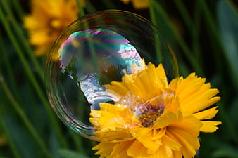 Yellow flower captured inside a colorful soap bubble
