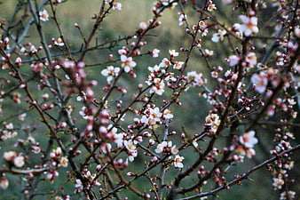 Close-up of almond tree branches with white and pink spring blossoms