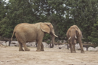 Two African Elephants Walking in Zoo Enclosure