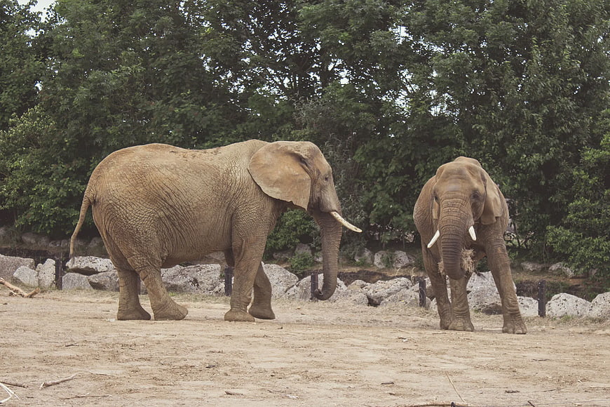 Two African Elephants Walking in Zoo Enclosure