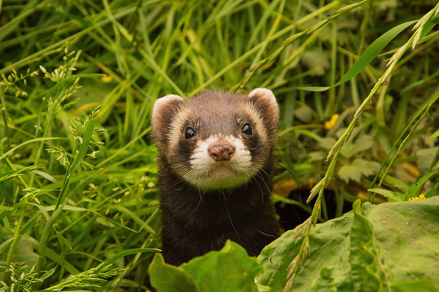 Close-up portrait of a ferret peeking through green grass