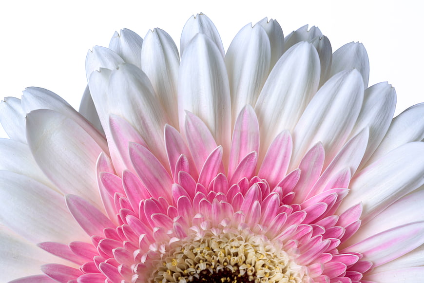 Close-up of White and Pink Gerbera Daisy on White Background