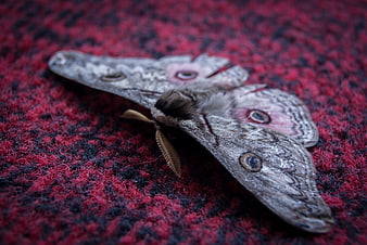Close-up of a Polyphemus Moth on Red Textured Fabric