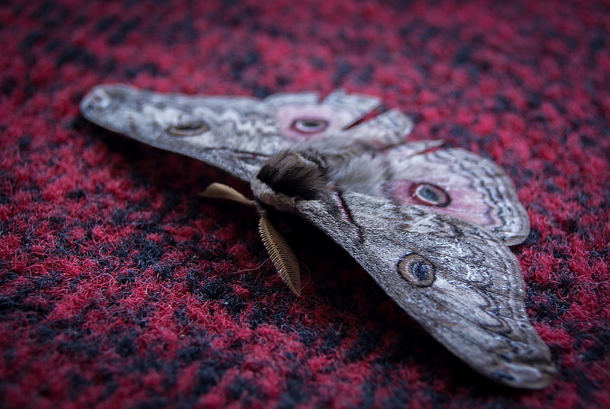 Close-up of a Polyphemus Moth on Red Textured Fabric