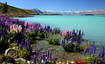 Vibrant purple lupines blooming by turquoise alpine lake with mountains