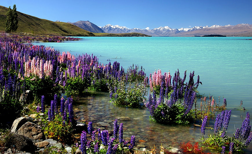Vibrant purple lupines blooming by turquoise alpine lake with mountains