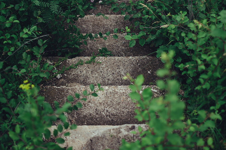 Overgrown Concrete Steps in Lush Green Forest