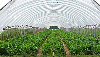 Rows of Green Strawberry Plants Inside a Large Agricultural Greenhouse Tunnel