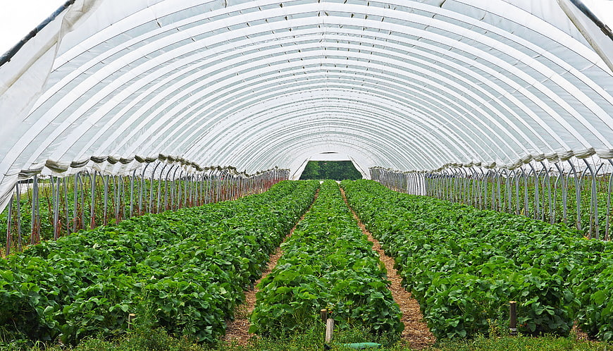 Rows of Green Strawberry Plants Inside a Large Agricultural Greenhouse Tunnel
