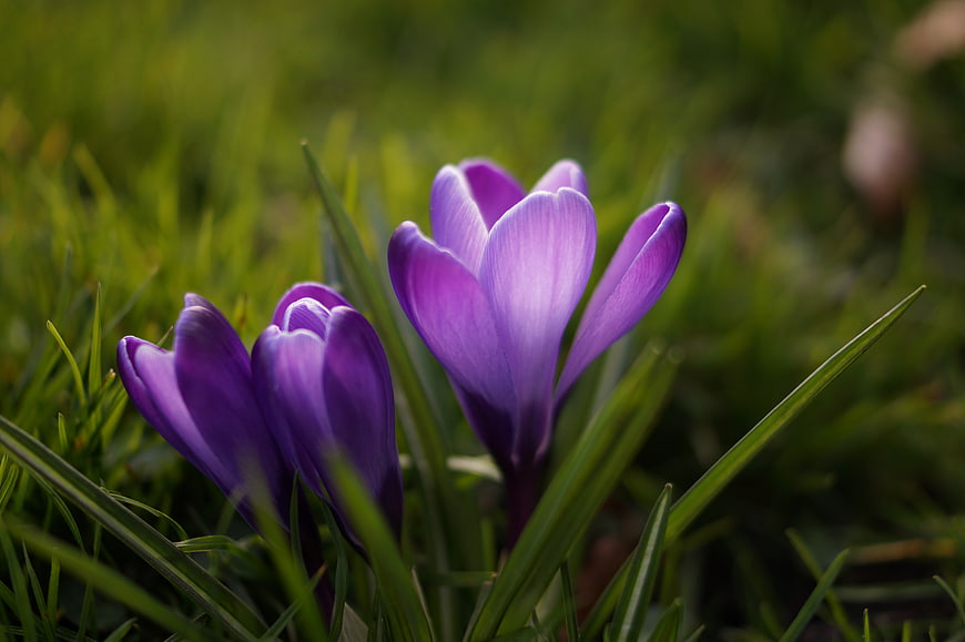 Purple Crocus Flowers Blooming in Green Grass