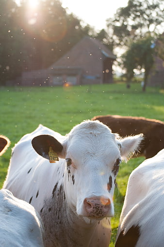 Curious white calf with ear tag in sunny pasture