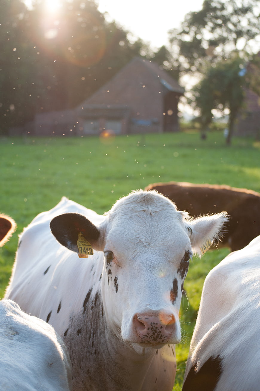 Curious white calf with ear tag in sunny pasture