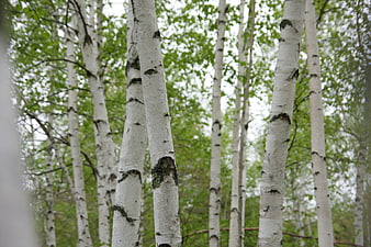 Vertical White Birch Trees in Green Forest